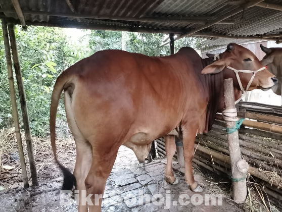কুরবানির পশু